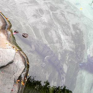 Johnson's crocodile?