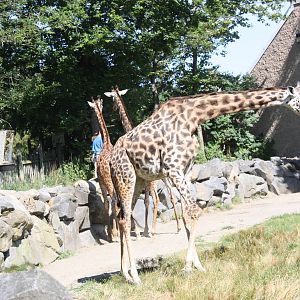 Fabric of Africa- Giraffe Trio