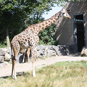 Fabric of Africa- Masai Giraffe