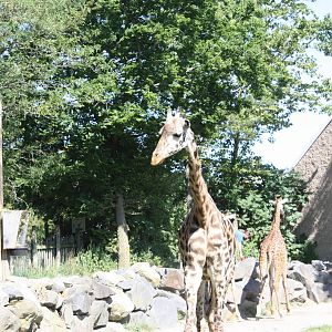 Fabric of Africa- Masai Giraffes
