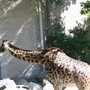Fabric of Africa- Masai Giraffe