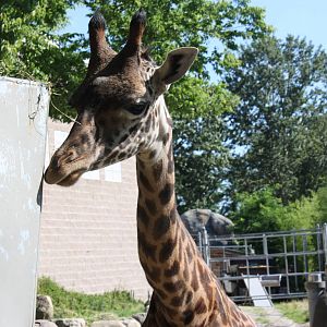 Fabric of Africa- Masai Giraffe