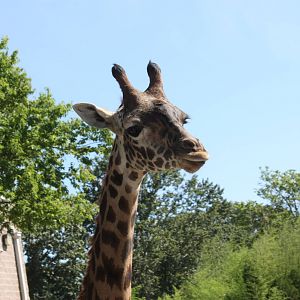 Fabric of Africa- Lovely Masai Giraffe