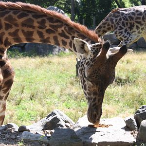 Fabric of Africa- Masai Giraffe Enrichment