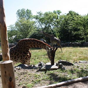 Fabric of Africa- Masai Giraffe Enrichment