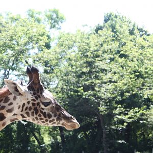 Fabric of Africa- Masai Giraffe