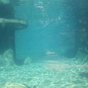 North America- Harbor Seal Exhibit