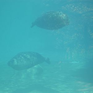 North America- Harbor Seals