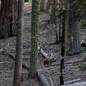 wild California black bear