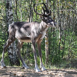European forest reindeer/ Rangifer tarandus fennicus