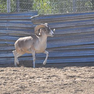 Severtzov`s argali/ Ovis ammon polii