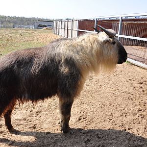 Sichuan takin/ Budorcas taxicolor tibetana