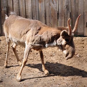 Russian saiga antelope/ Saiga tatarica tatarica