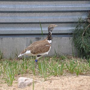 Little bustard/ Tetrax tetrax