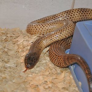 Ikaheka snake/ Micropechis ikaheka