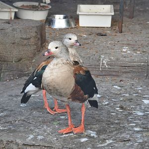 Orinoco goose/ Neochen jubatus