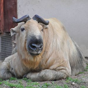 Sichuan takin/ Budorcas taxicolor tibetana