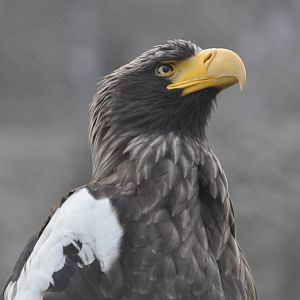 Black sea eagle/ Haliaeetus pelagicus