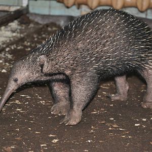 Long-nosed echidna/ Zaglossus bruijni