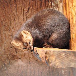 Sable/ Martes zibellina