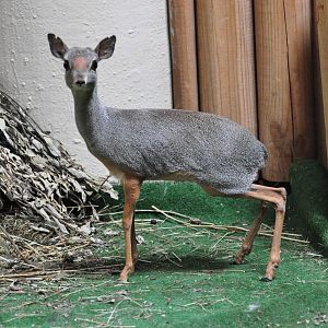 Silver dik-dik / Madoqua piacentinii