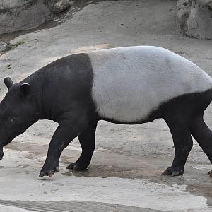 Malayan tapir/ Tapirus indicus. Beijing Zoo