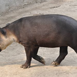 Baird`s tapir/ Tapirus bairdii. Beijing Zoo