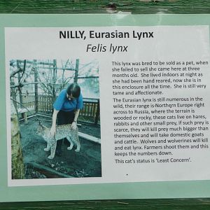 Eurasian lynx label