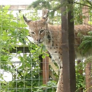 Eurasian lynx - Nilly