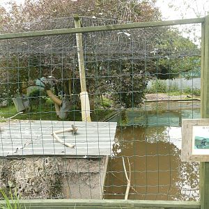 European beaver enclosure