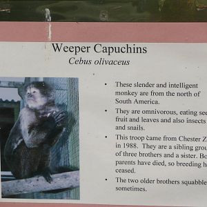 Weeper capuchin label