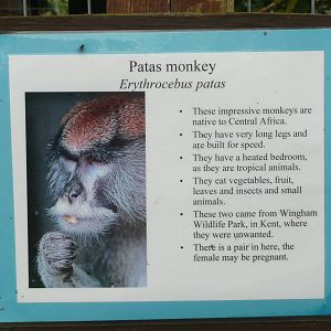 Patas monkey label