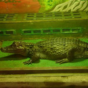 Spectacled caiman