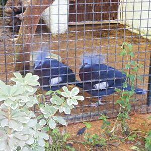 Southern Crowned-pigeon 4.12.10