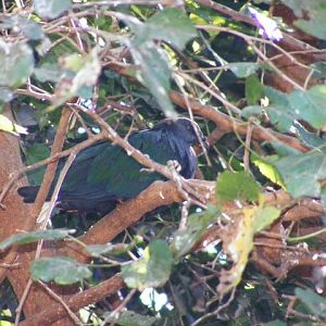 Nicobar Pigeon 4.12.10