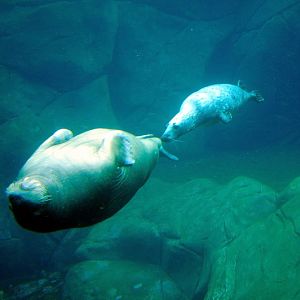Walrus and grey seal at Hamburg