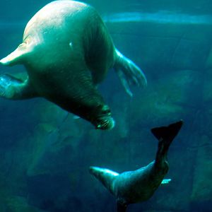 Walrus and grey seal at Hamburg