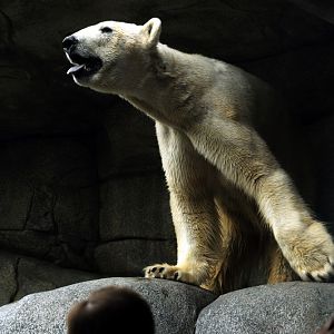 Polarbear close up at Hamburg