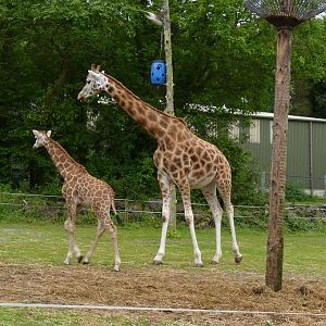 Giraffe brothers, June 2012