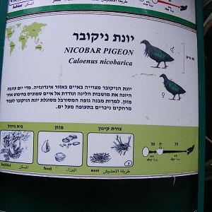 Nicobar Pigeon Sign 30.1.10