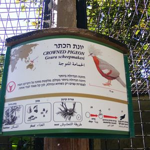 Southern Crowned-pigeon Sign 4.12.10