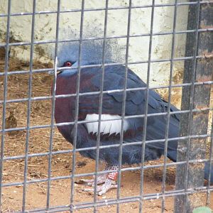 Southern Crowned-pigeon 30.1.10
