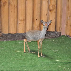 Silver dik-dik / Madoqua piacentinii