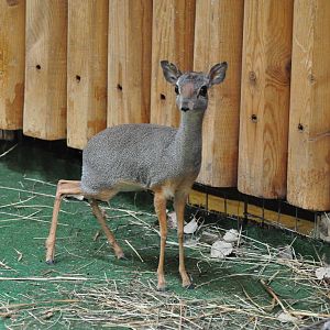 Silver dik-dik / Madoqua piacentinii
