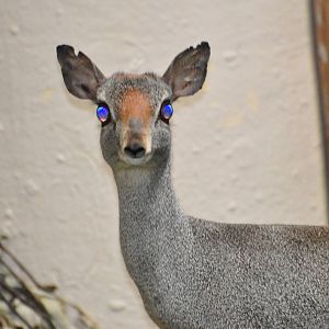 Silver dik-dik / Madoqua piacentinii