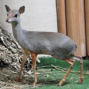 Silver dik-dik / Madoqua piacentinii