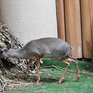 Silver dik-dik / Madoqua piacentinii