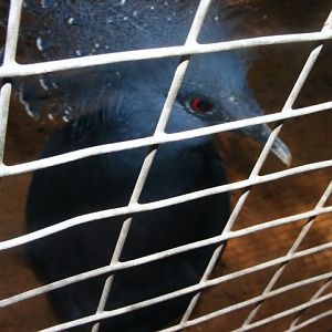 Victoria Crowned Pigeon 24.8.10