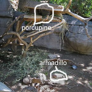 porcupine armadillo exhibit