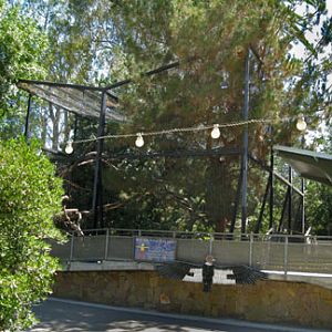 andean condor exhibit
